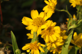 Arnica  alpina Valkruid, Wolverlei bestellen